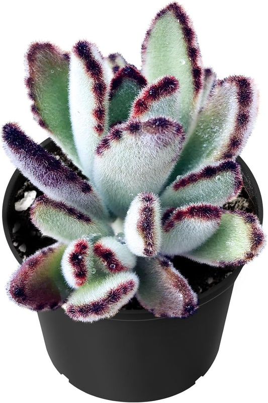Sprout N Green Kalanchoe Tomentosa Daruma, Live Cactus Plant Fully Rooted in 4" Pots with Soil Mix, Houseplant for Indoor Outdoor Home Office Decor