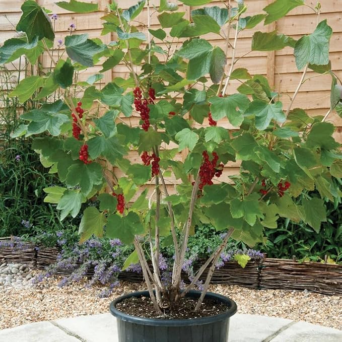 Premium Currant Plant Potting Soil Mix - Optimal Nutrient-Rich Blend for Thriving and Juicy Currants - 10 Quart
