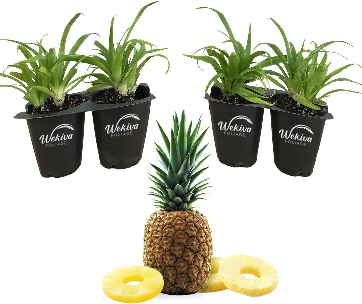 Pineapple Plant Variety Pack - 4 Live Starter Plants - Ananas Comosus - Grower's Choice - Edible and Fruit Bearing for Patio and Garden