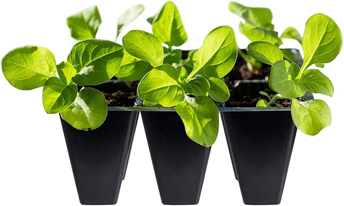 Gardzen 30 Pack 6-Cell Seed Starting Tray for Seedlings, Plant Starter Trays with Drainage Holes for Seed Germination, 5.4x3.7 inches, Black