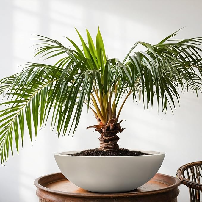 7.7" H x 22" D Round Bowl Fiberstone Planter for Succulent and Lotus, Drainage Hole, Weather Resistant for Indoor and Outdoor Use, Included 2 Extra Coco Mats (Taupe, 19.9" Pot Opening)