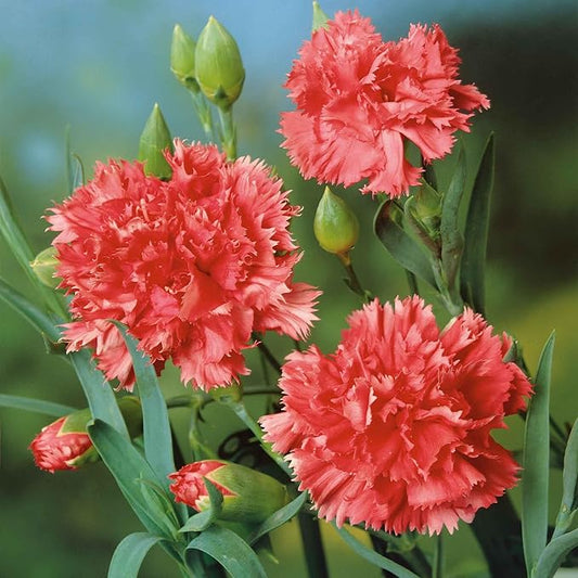 Eden Brothers Carnation Seeds - Orange Sherbet