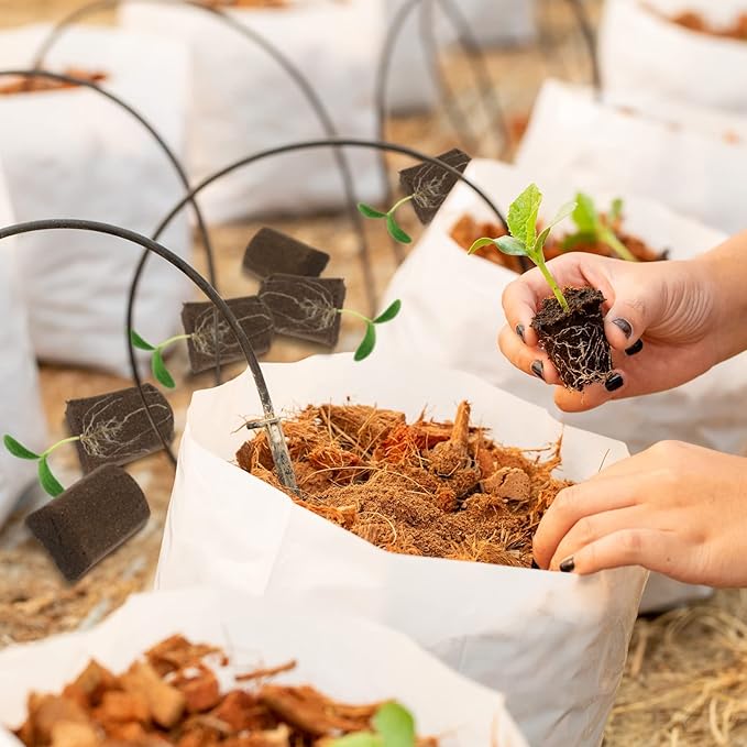 Amyhill Hydroponic Sponges Grow Starter Pods Organic Growth Sponge Starter Plugs for Plant Cloning Growing (50 Pcs)