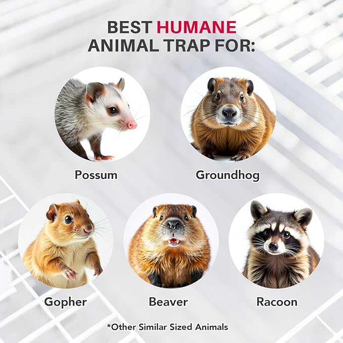 Heavy Duty Catch Release Large Live Humane Animal Cage Trap for Opposums Beavers Groundhogs Gophers and Other Similar Sized Animals 32x10x12