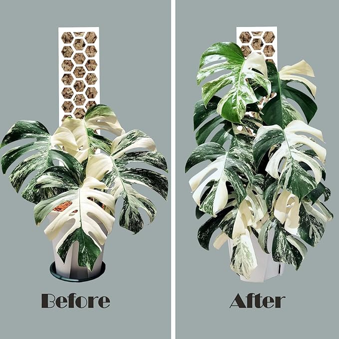 Plastic Moss Pole 4 Pack 17 Inch for Climbing Plants Monstera, Moss Pole Support for Indoor Plants, Plant Support for Monstera Work with Sphagnum Moss, Plant Lover Gifts（White）