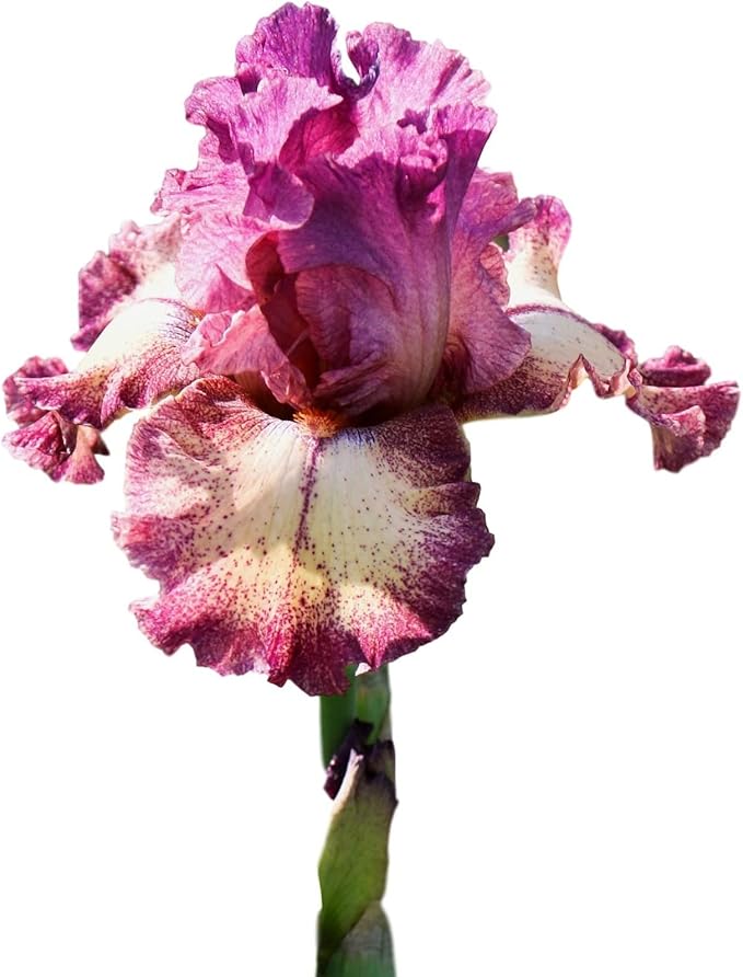Easy to Grow Bearded Iris Rockstar - 9 Plant Bulbs Rhizomes, Maroon Purple & White Flowers in Spring to Fall, Full Sun Low Maintenance