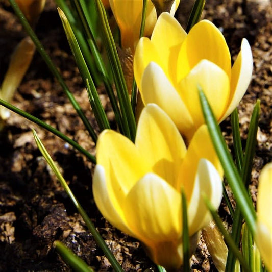 Easy to Grow Crocus 'Cream Beauty' Plant Bulbs (20 Pack) - Fragrant Cream Yellow Flowering Blooms in Spring Gardens