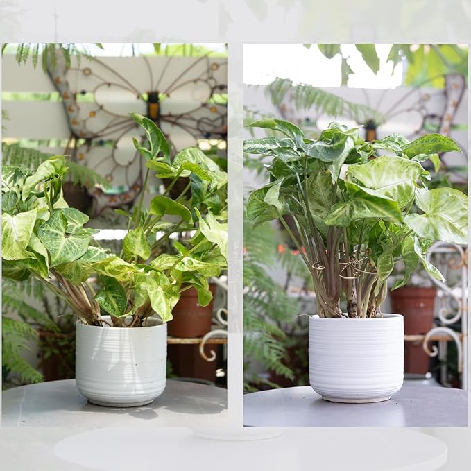 5PCS Monstera Plant Support System 4.1IN - Durable Hook Stem Supports for Healthy Growth, Stabilizer for Leaves and Turtle Shells, Easy-to-Use Indoor Plant Care, Ideal Present for Plant Lovers