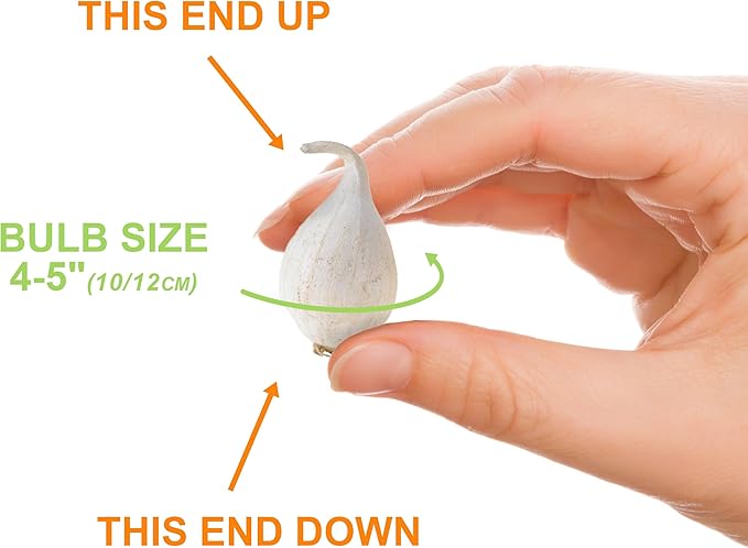 Garden State Bulb Wild About Mixed Allium Flower Bulbs, 10/12cm, Fall Planting (Bag of 25)