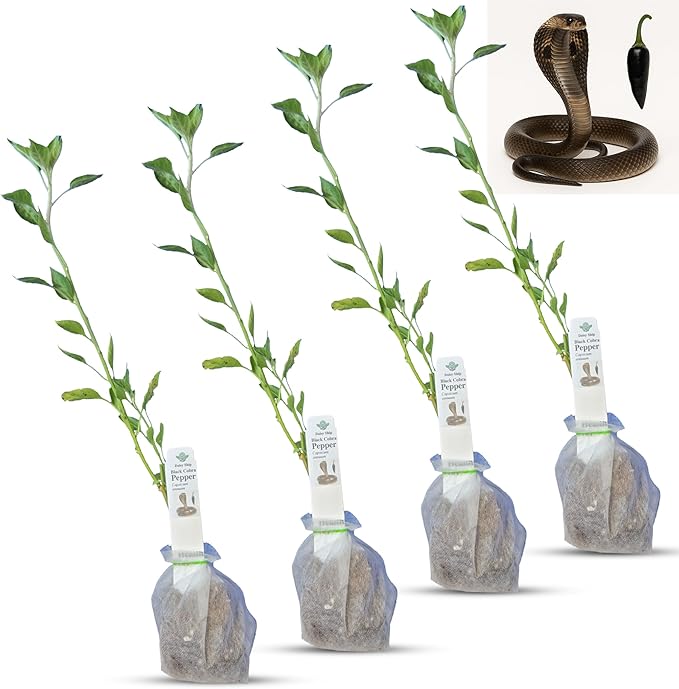 Premium Black Cobra Pepper (Capsicum Annuum) - Rare & Exotic Hot Chili Pepper, Perfect for Home Gardening and Gourmet Cooking (4 bkcbr pep Bags)