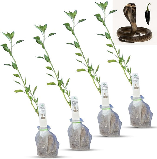 Premium Black Cobra Pepper (Capsicum Annuum) - Rare & Exotic Hot Chili Pepper, Perfect for Home Gardening and Gourmet Cooking (4 bkcbr pep Bags)