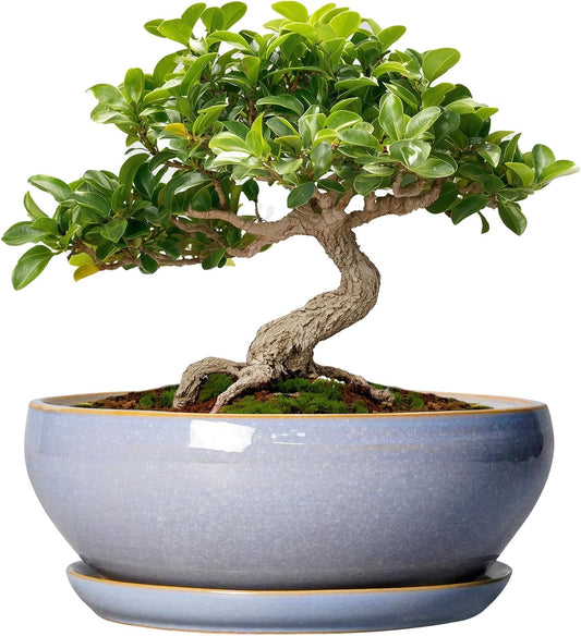 SQOWL Bonsai Tree Pots Small - 6 Inch Ceramic Succulent Planters with Drainage Hole and Saucer, Shallow Pot for Indoor Outdoor, Round Cactus Planters, Living Room Decor, Gifts for Plant Lover, Blue