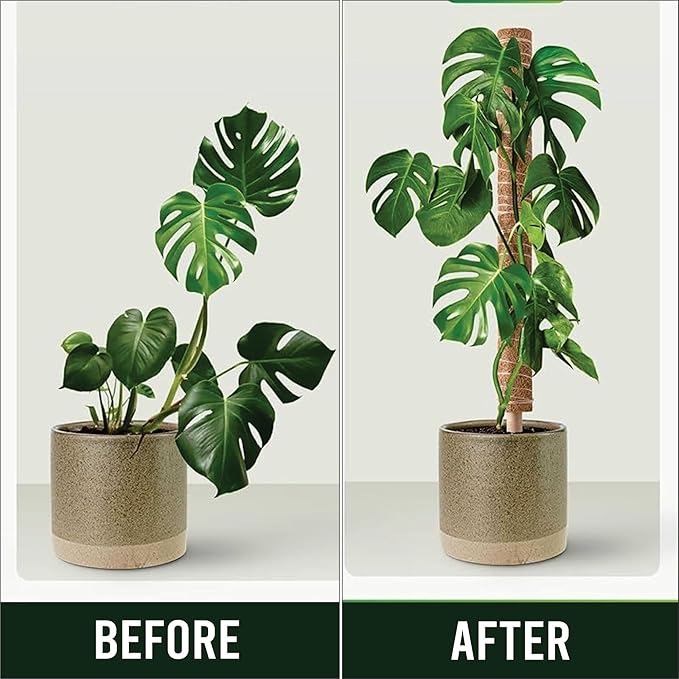 Moss Pole Pack of 2 | 50 CM Monstera Plant Support | Indoor Plant Poles | Sturdy Plant Moss Pole for Healthy Plants | Coir Pole for Plants