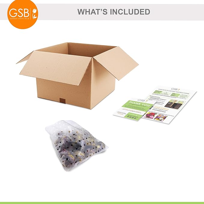 Garden State Bulb Pink Mix Hyacinth Flower Bulbs, 14/15cm, Fragrant, Fall Planting (Bag of 25)