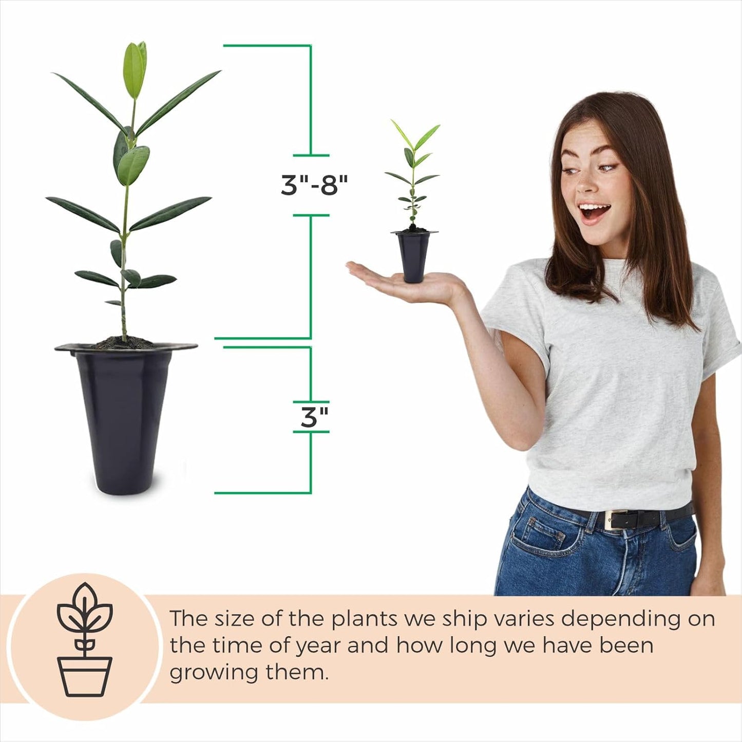 Olive Tree Arbequina (4 Pack) Real Olea Europaea | Easy to Grow Plants | Great Gift for Celebrations | Grow Your own Food on Your Edible Organic Garden| Edible Fruit Plant Live for Planting|