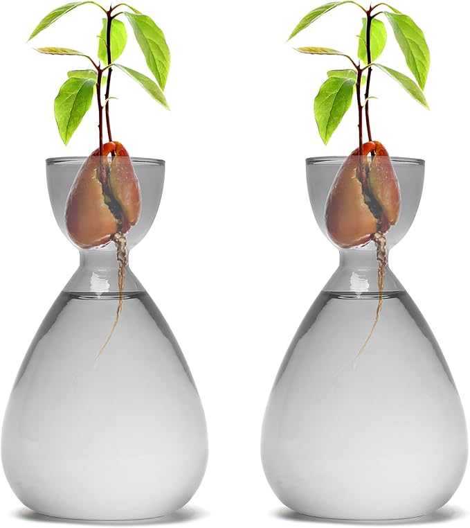Avocado Vase Avocado Seed Starter Vases Trees Live Plants Growing kit Glass 2pc