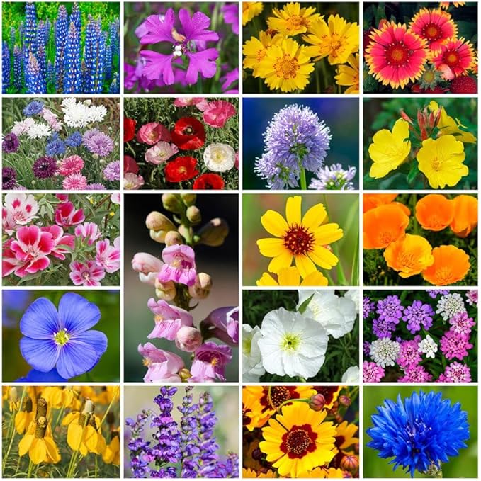 Park Seed Grow Your Own Vibrant Annual and Perennial Wildflower Garden Seeds Mixture, Easy to Grow Varieties for Pollinators and Spring Gardens - Western Regional Mix, 25 lbs