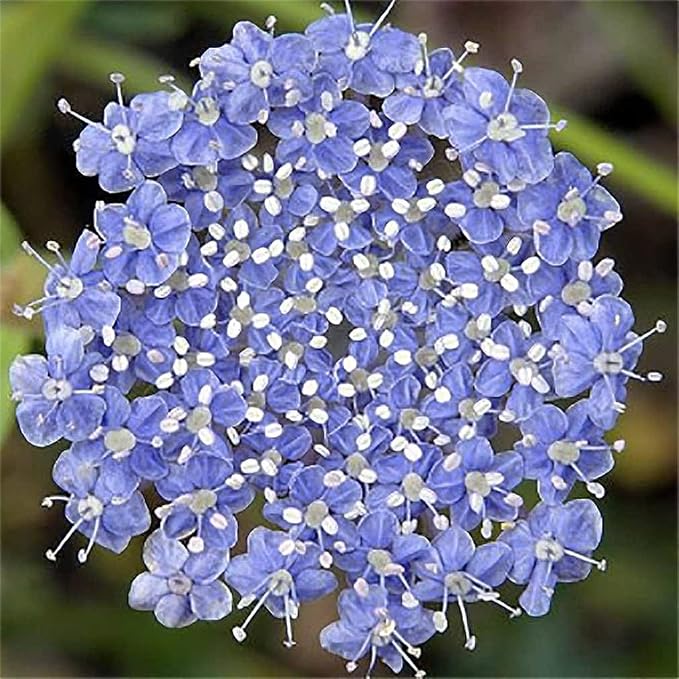 Blue Lace Flower Seeds - 200 Seeds - Didiscus Caeruleus - Similar Annual to Queen Anne's Lace - Ammi Majus
