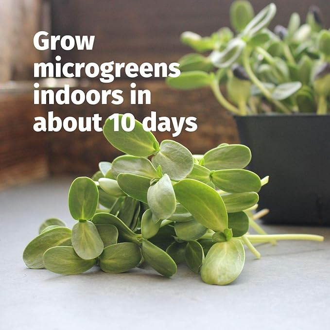 Hydroponic Sectional Microgreens Growing Kit - Grow Micro Greens & Herbs Indoor Gardening: All Supplies - Seeds, Trays, Instructions, Etc.