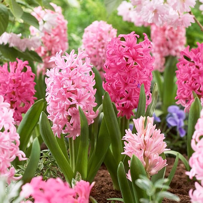 Garden State Bulb Pink Mix Hyacinth Flower Bulbs, 14/15cm, Fragrant, Fall Planting (Bag of 50)