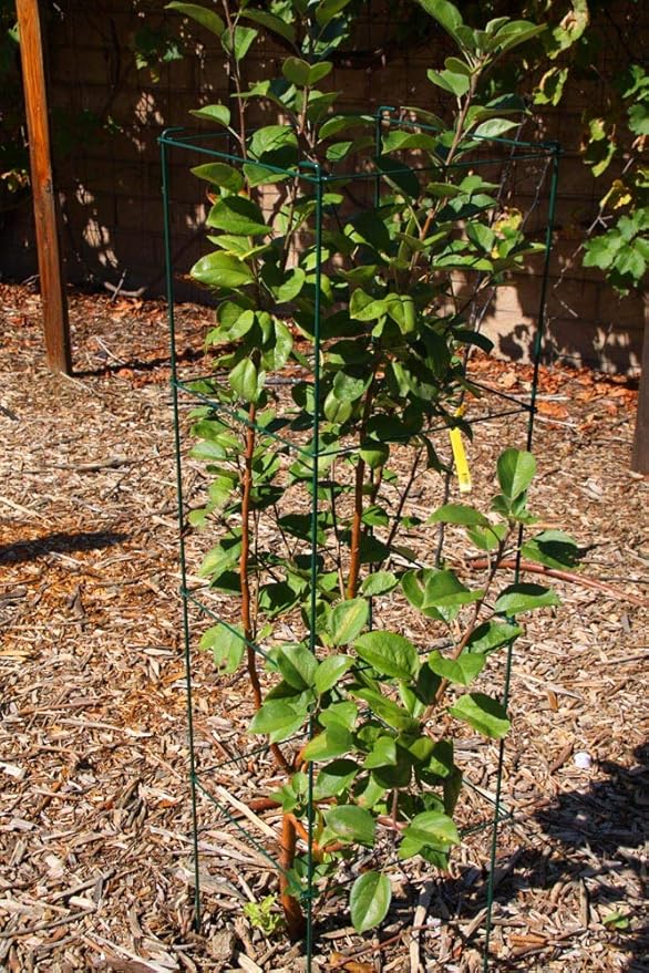 Green Square Folding Tomato Cage Plant Support Stake Tower 12 inch by 46 inch, Pack of 10 Sets