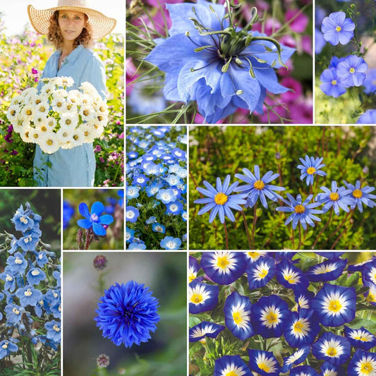 Eden Brothers Blue Ribbon Flower Mixed Seeds for Planting, 5 lb, 2,400,000+ Seeds with Blue Bell, Cornflower Blue, Chicory, Attracts Pollinators, Plant in Spring or Fall, Zones 3, 4, 5, 6, 7, 8, 9, 10