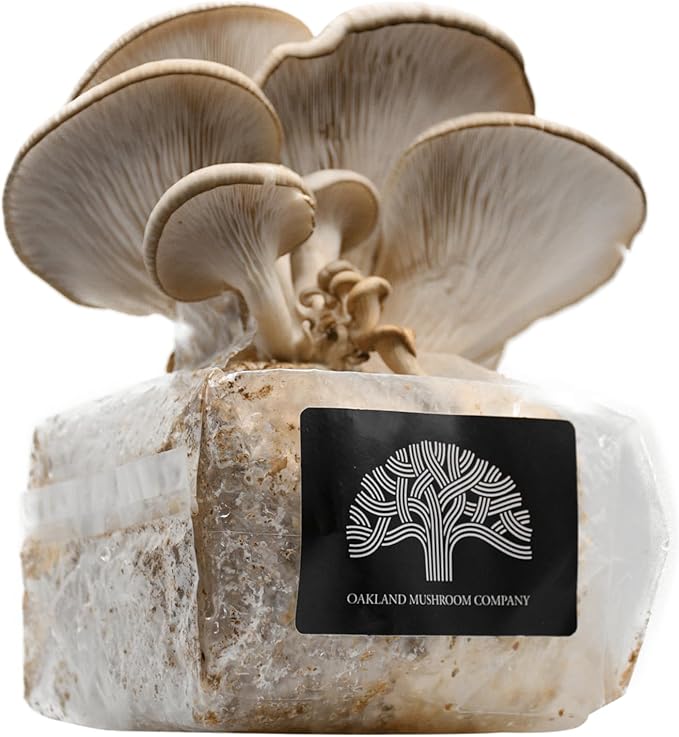 Blue Oyster Mushroom Grow Kit by Oakland Mushroom Co. | Handmade with Organic Ingredients | Ready to Grow | Harvest in 7-14 Days