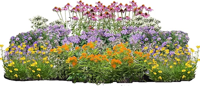 32 Live Outdoor Native Plants for Full Sun from My Home Park – Includes Aromatic Aster, Blue Mistflower, Lanceleaf Coreopsis, Mountain Mint & Purple Coneflower – Not Seeds – Easy to Grow Perennials