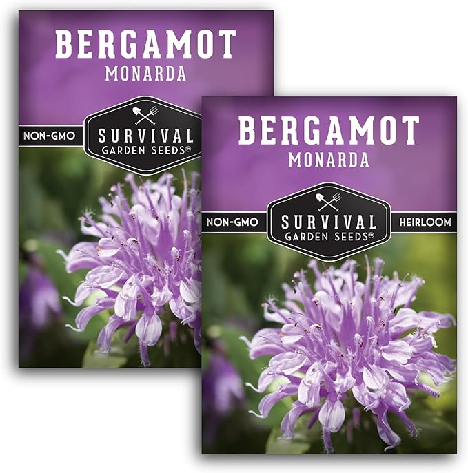 Survival Garden Seeds - Bergamot Herb (Bee Balm) Seed for Planting - 2 Packets with Instructions to Grow Monarda Fistulosa Wildflowers in Your Home Vegetable Garden - Non-GMO Heirloom Variety