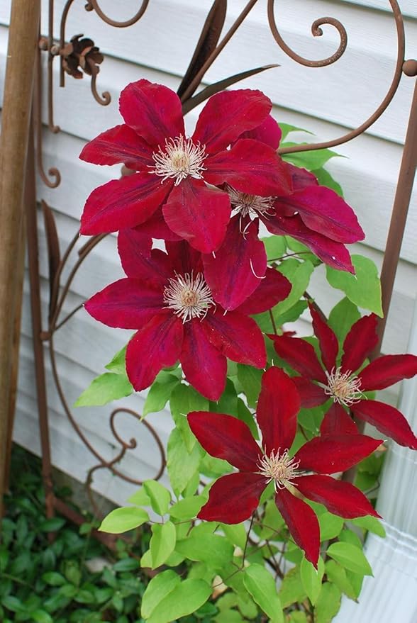 Perennial Farm Clematis 'Rebecca' Hybrid – Live Flowering Vine in 4 Quart Container, Large Velvety Red Blooms, Long Blooming, Compact Climber, Ideal for Trellises, Arbors & Containers