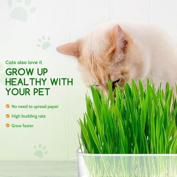 Creative.C Bean Seed Sprouter Kit Micro Greens Growing Trays with Sprout Lid Blackout Sleeves Drain Tray Four Tier Stackable Sprouts Growing Kit for Broccoli Alfalfa Seed Wheat Grass