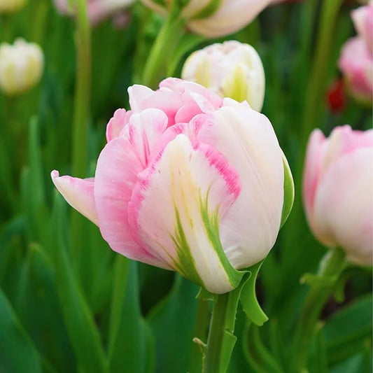 Finola Double Late Tulip Bulbs (10-Pack) Peony-Like Pink & White Blooms for Fall – Long- Lasting & Hardy