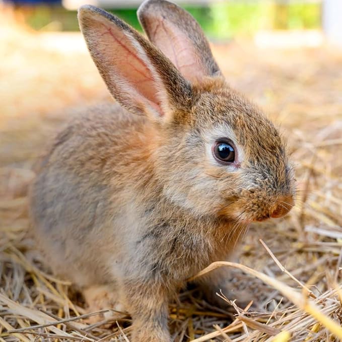 Blue Mountain Hay | Organic Bedding Straw (5 lb) | Natural Pet Bedding & Insulation for Rabbits, Guinea Pigs, Goats, Chickens, Stray & Feral Cats, and Small Animal Shelters