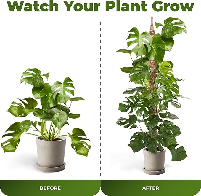 2 Pack 63 Inch Bendable Moss Pole Monstera Plant Support Stakes for Indoor Plants - Tall Moss Stick Trellis for Potted Climbers - Stem Support Accessories for Climbing Houseplants