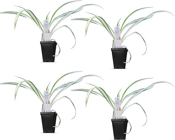 Healthy Spider Plant - Easy Care, Air-Purifying Houseplant (4 Spider Cups)