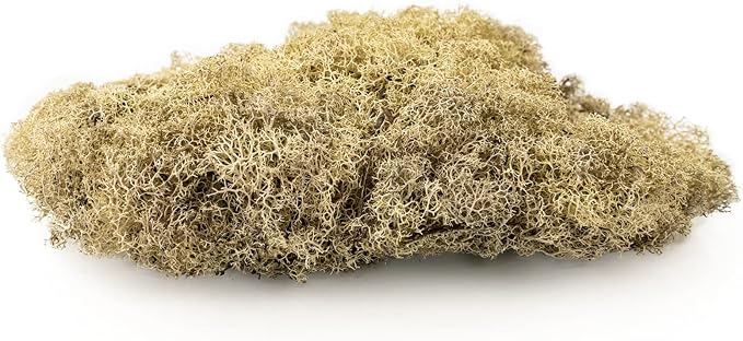 Premium Preserved Reindeer Moss for Potted Plants, Terrariums, Fairy Gardens, Arts and Crafts or Floral Decor Design in Natural (3 Quart Bag)