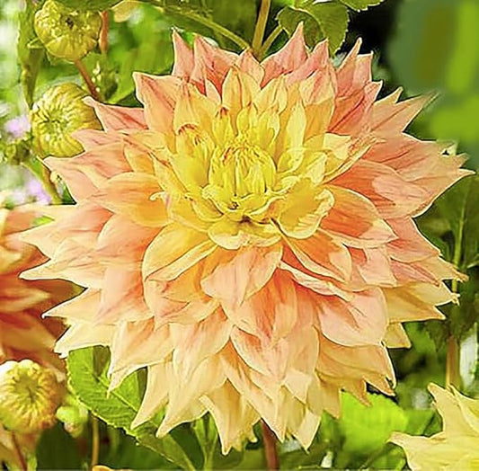 Advance Dahlia - 5 Gallon Size Bare Root Tuber - Giant Dahlia Bulbs for Spring Planting 2025 - Vibrant Blooms for Outdoor Gardens