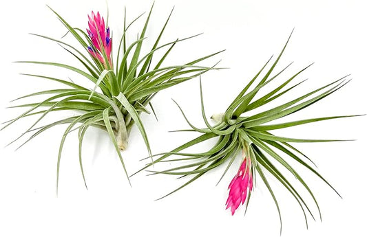 Air Plants - Flowering Tillandsia Stricta Large 5" - 2ct - Live Arrival Guaranteed - House Plants for Home Decor & Gift