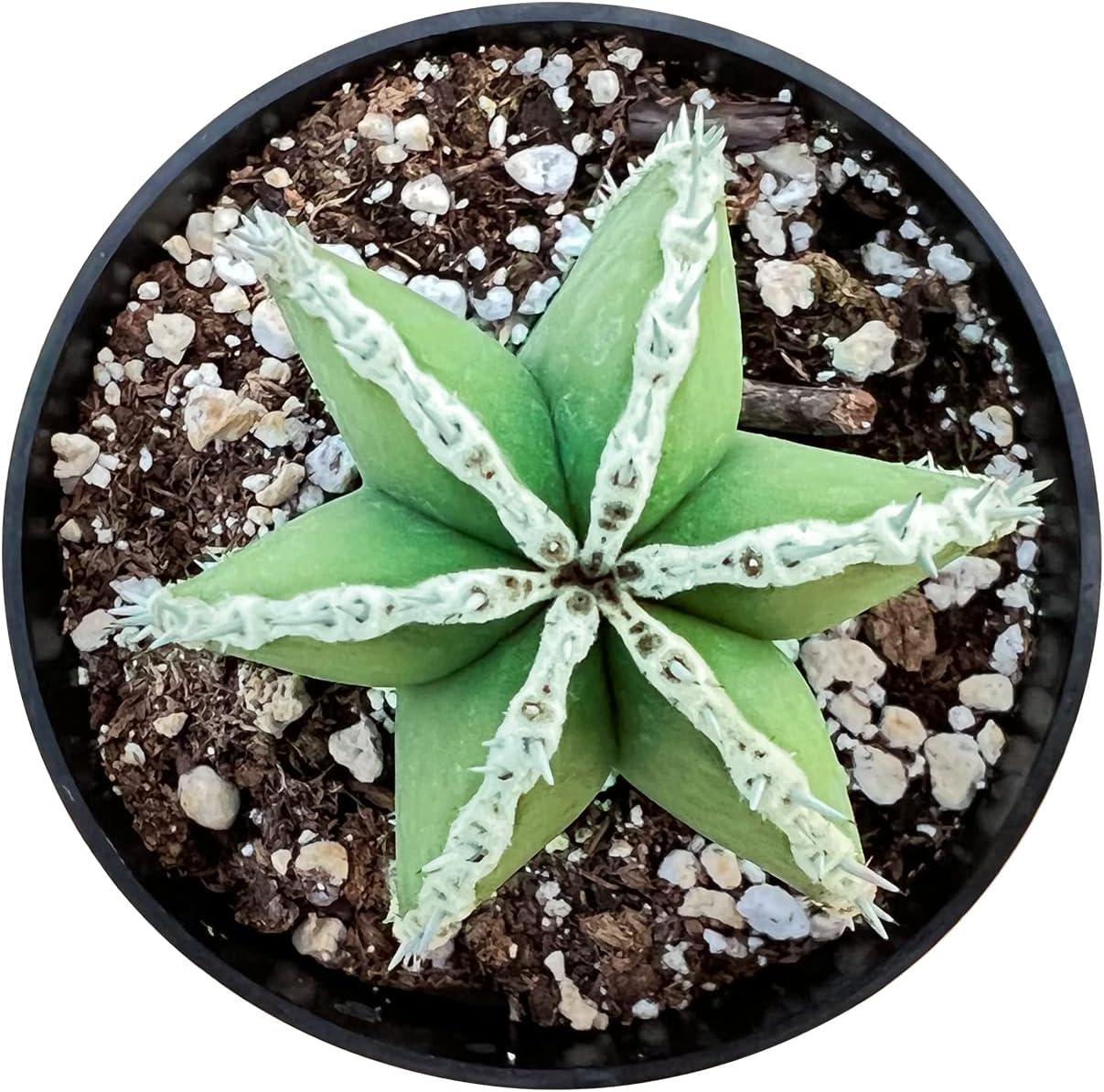 Sprout N Green Mexican Fence Post Cactus | Pachycereus marginatus, 4" to 6" High Live Cacti Plant, Office Home Décor