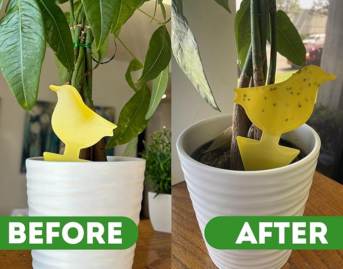 Kate's Home & Garden Plant Spray for Insects & Getting Rid of Gnats with 12 Sticky Traps. Fungus Gnat Killer & Bug Spray for Indoor Plants (16oz, Peppermint, Pet Safe, Non Toxic)