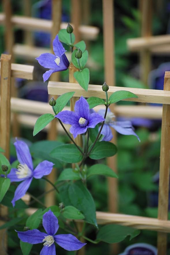 Perennial Farm Clematis 'Arabella' Hybrid – Live Flowering Vine in 4 Quart Container, Violet-Blue Bell-Shaped Blooms, Long Blooming, Non-Clinging Climber, Ideal for Trellises, Arches & Containers