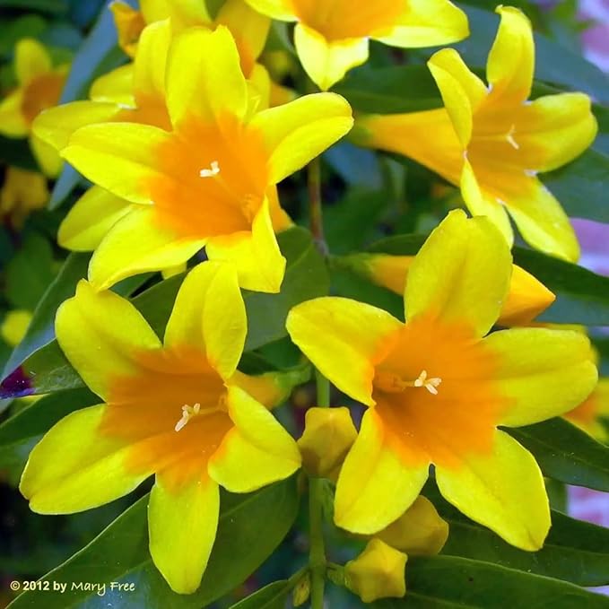 Carolina Jasmine Plant, Live Evergreen Vine, Fragrant Yellow Blooms, Fast Growing Climber for Trellis, Fences, or Arbors - Gelsemium sempervirens - 4 Bags