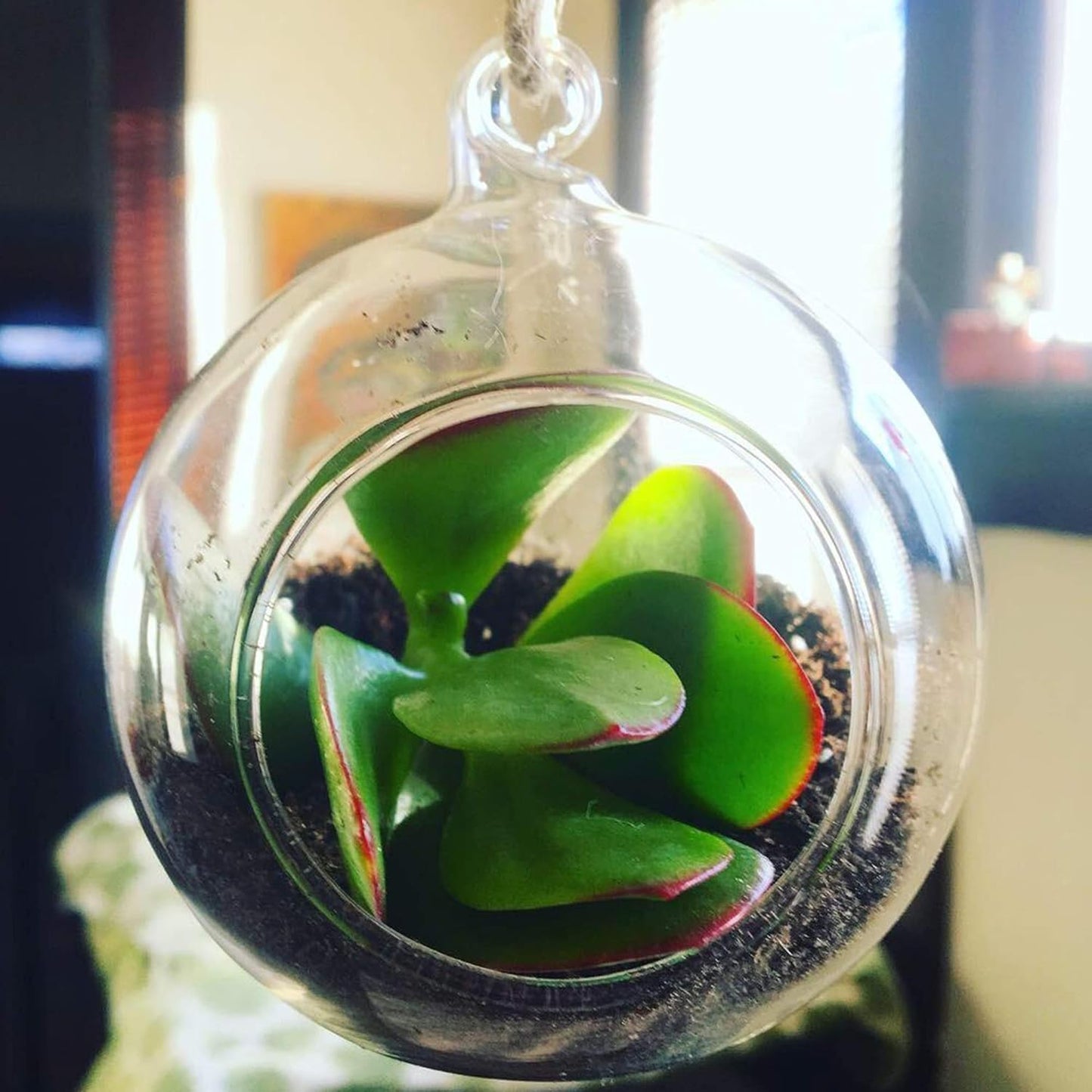 WGV Hanging Terrarium Globe, Width 3", Height 4", DIY Air Succulent Planter, Clear Glass Vase Orb with Flat Bottom, Candle Holder for Windowsill Outdoor Garden Decor, 3 Pieces Bulk