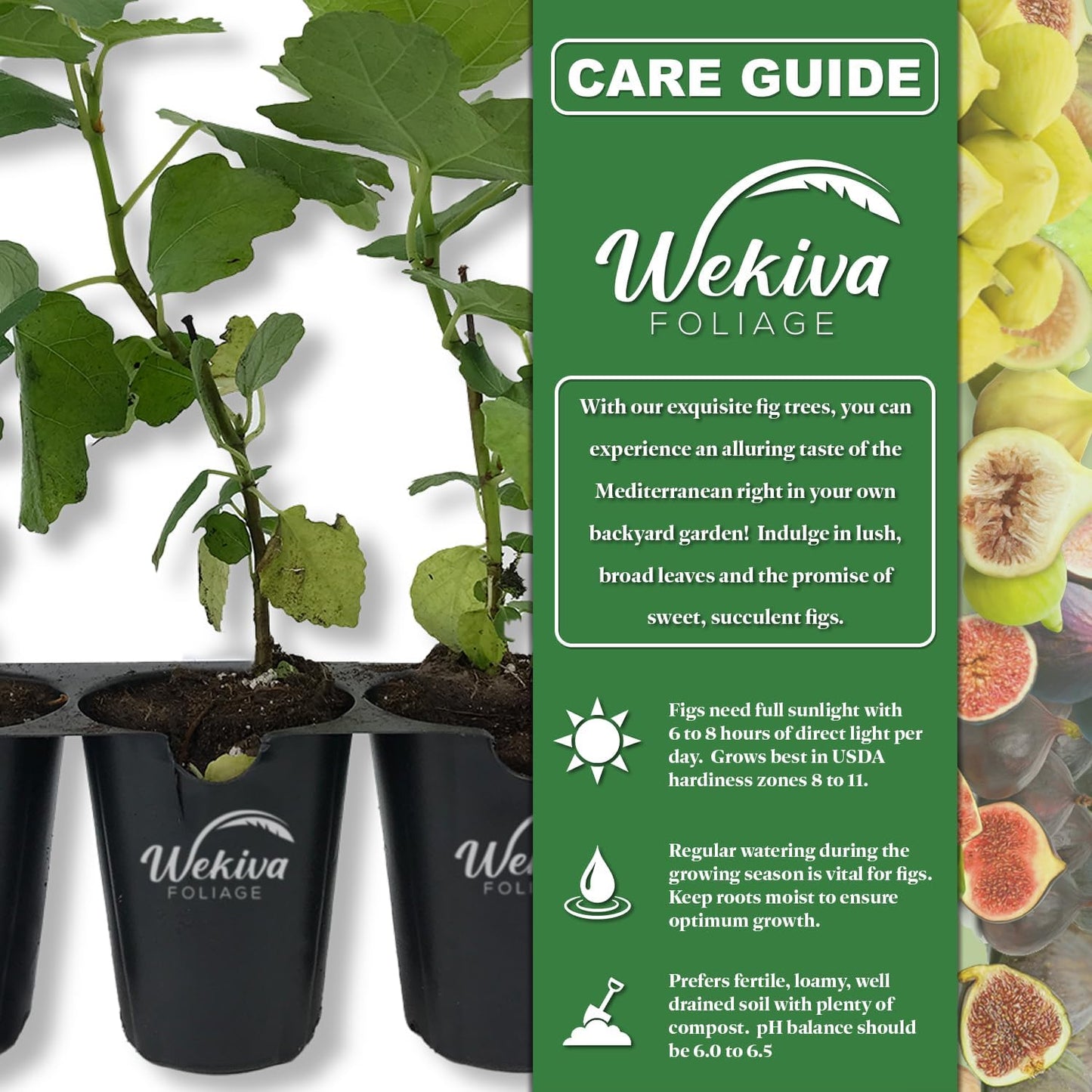 Kadota Fig Tree - 4 Live Starter Plants - Ficus Carica - Edible Fruit Tree for The Patio and Garden