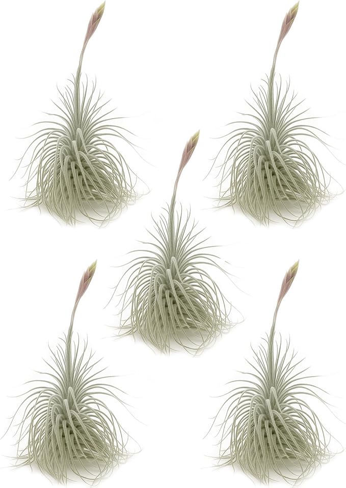 Live air Plant - Tillandsia Tectorum Air Plant 4-6" – 5ct – Unique Shape with Silvery Fuzz – Low Maintenance Houseplant – Perfect for Decor, Terrariums, Gifts - Live Arrival Guaranteed