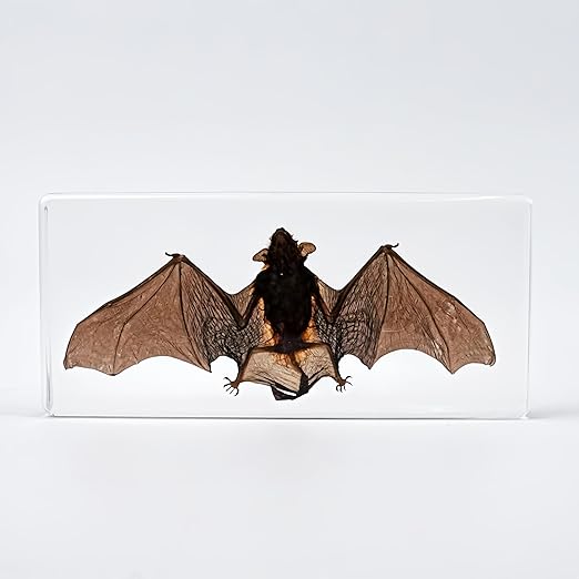 Real Bat Specimens, Resin Animal Specimens, Animal Skulls, Quirks, Biology, for Animal Specimen Enthusiasts, Science Classroom Science Education (Bat 5.6x2.6x0.8 Inch)