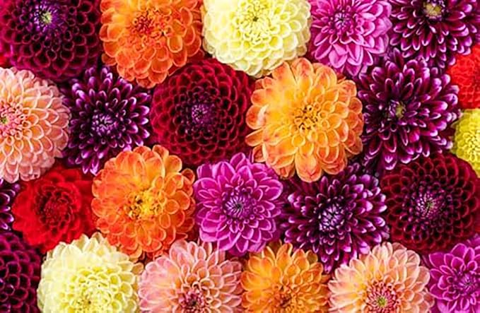 Advance Dahlia - 5 Gallon Size Bare Root Tuber - Giant Dahlia Bulbs for Spring Planting 2025 - Vibrant Blooms for Outdoor Gardens