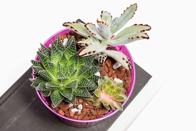 rePotme Cactus and Succulent Potting Soil Mix, Hand Blended in The USA - All Purpose Imperial Blend - Mini Bag (2 Quarts)