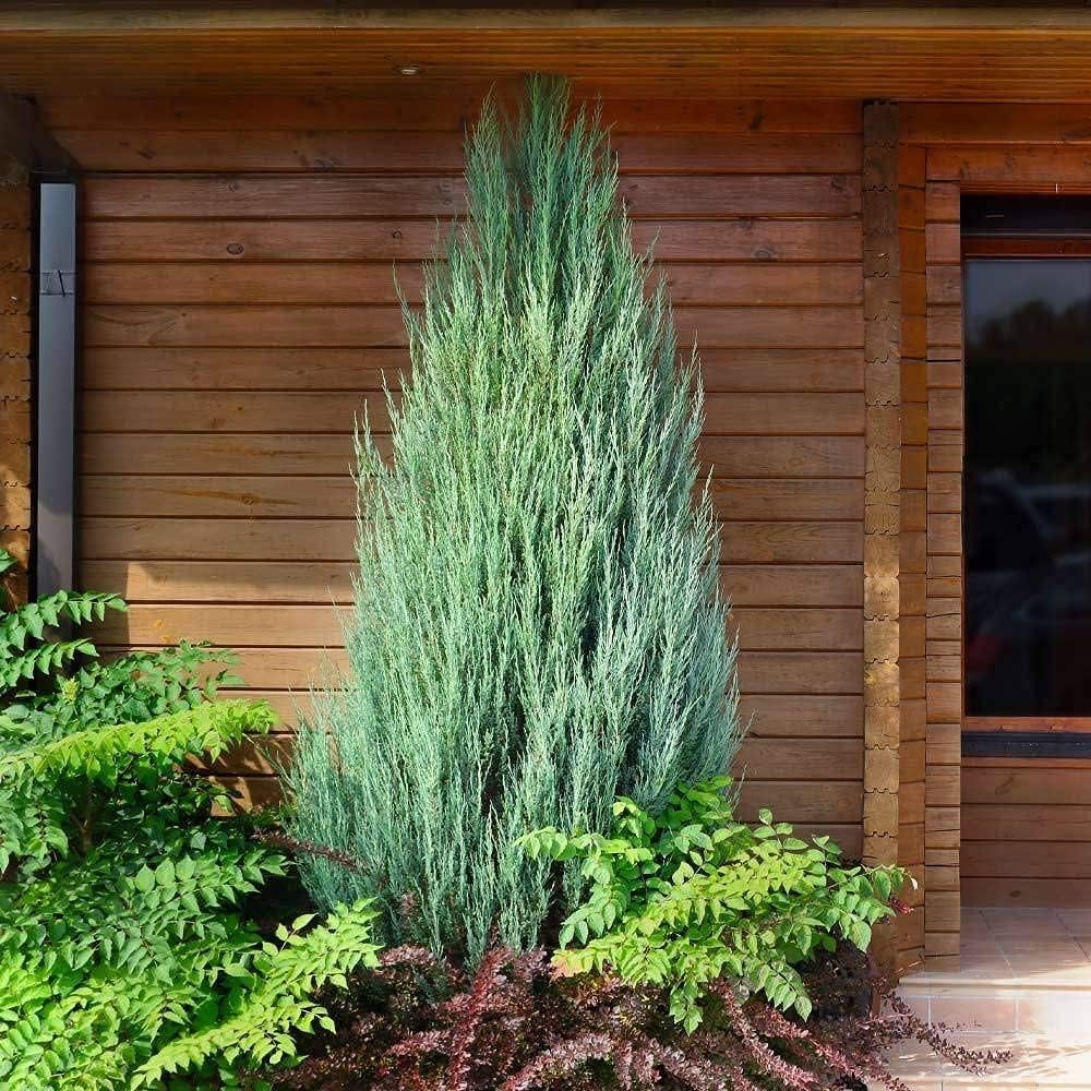 Skyrocket Juniper | 3 Live Plants | Juniperus Scopulorum | Evergreen Privacy Screen, Fast Growing Landscape Tree, Low Maintenance Garden, Ornamental Foliage, Drought Tolerant Plant