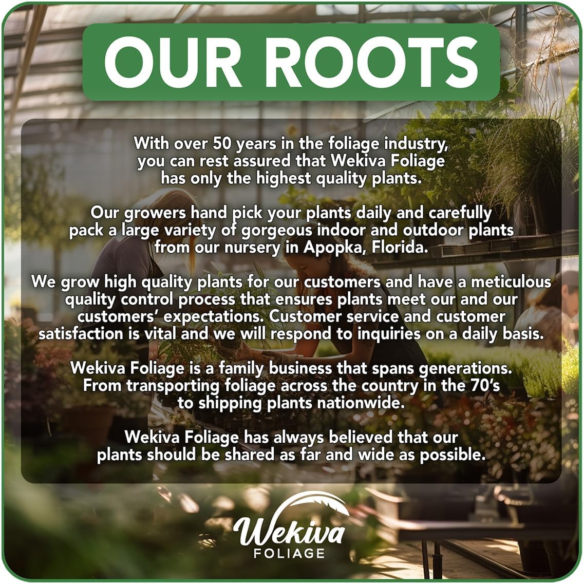 Lattarula Fig Tree - 4 Live Starter Plants - Ficus Carica - Edible Fruit Tree for The Patio and Garden